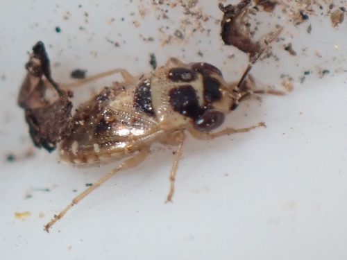 Geocoris collaris