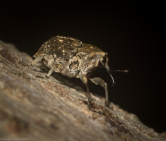 Eutyrhinus meditabundus