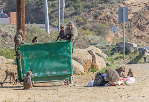 Hamadryas Baboon
