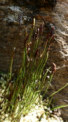Schizaea australis