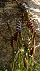 Schizaea australis