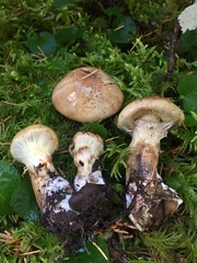 Cortinarius superbus