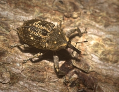 Eutyrhinus meditabundus