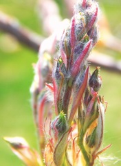 Onobrychis viciifolia