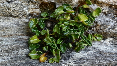 Gingidia flabellata