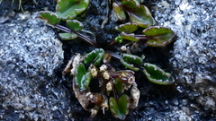 Gingidia flabellata