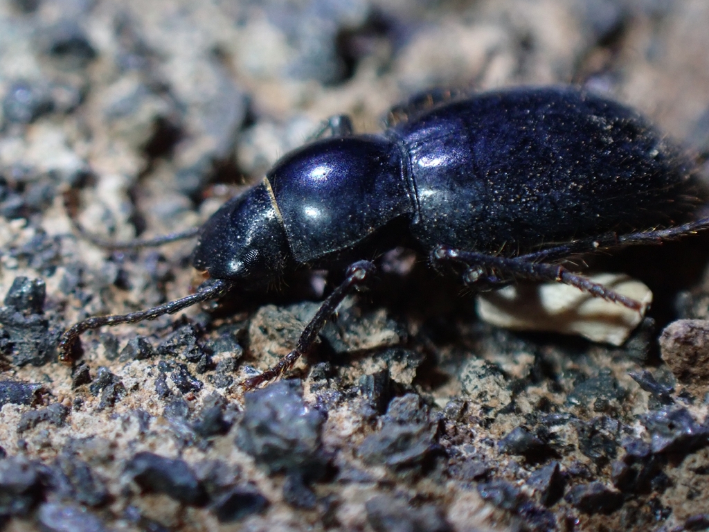 Paivaea hispida
