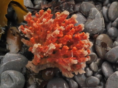 Desmacidon mamillatum