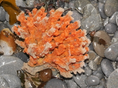 Desmacidon mamillatum