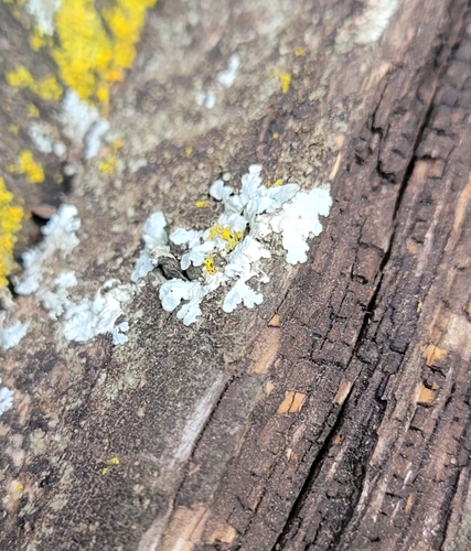 Frosted Rosette Lichen