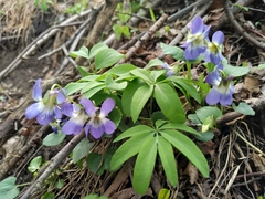 Gymnospermium altaicum