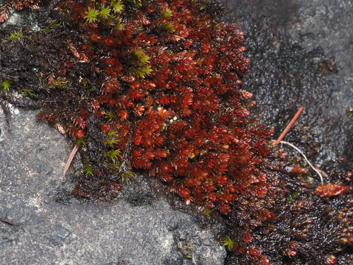 Imbribryum miniatum observed 2026-06-11