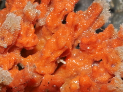 Desmacidon mamillatum