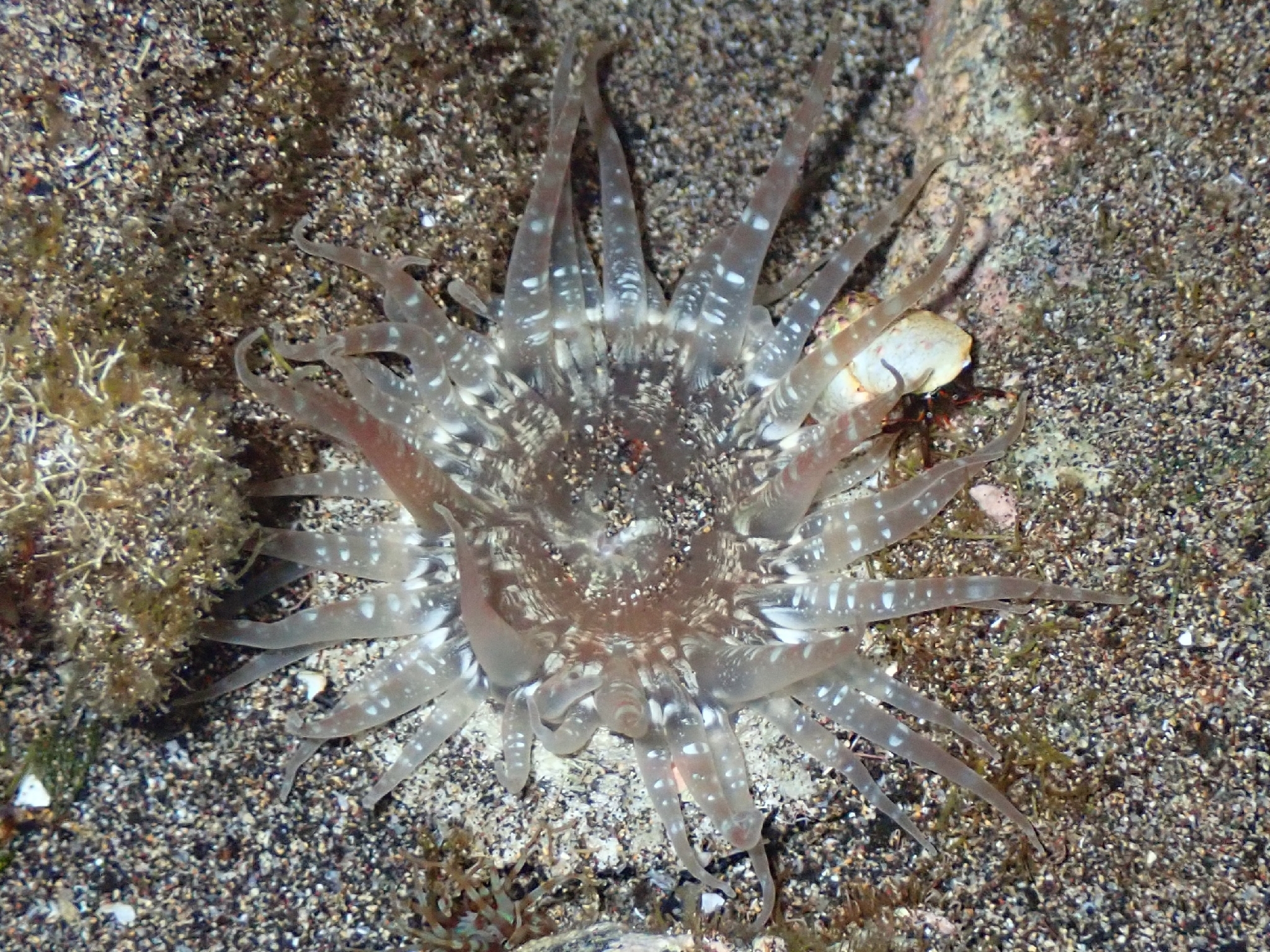 Actinostella flosculifera