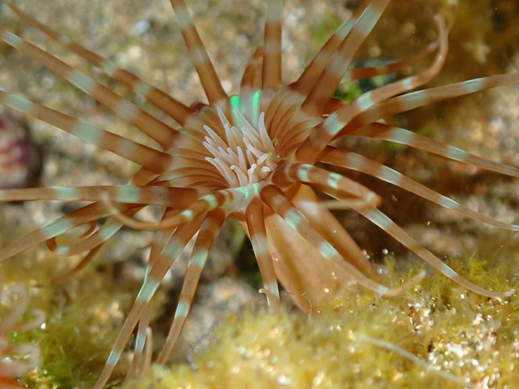 Isarachnanthus maderensis