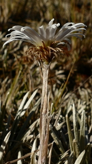 Celmisia polyvena