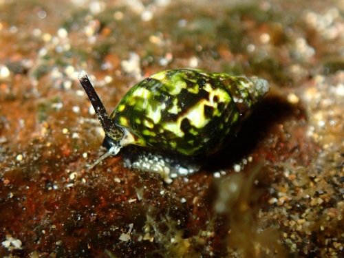 Tritia conspersa