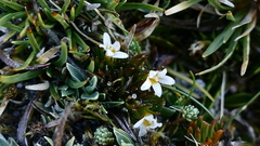 Euphrasia dyeri
