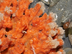 Desmacidon mamillatum