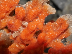 Desmacidon mamillatum