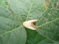 Xanthodes transversa