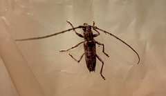 Elaphidion mucronatum