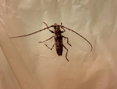 Elaphidion mucronatum