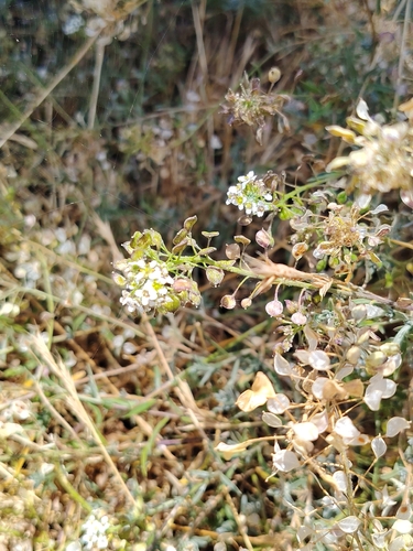 Lobularia canariensis