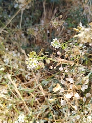 Lobularia canariensis