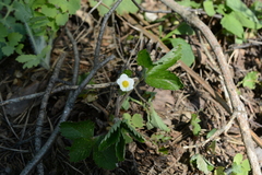 Fragaria × ananassa