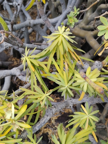 Euphorbia regis-jubae, photograph 4
