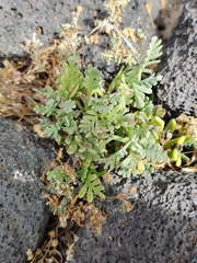 Lavandula pinnata