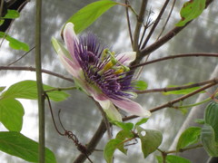 Passiflora alata × caerulea