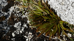 Aciphylla cartilaginea