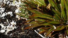 Aciphylla cartilaginea