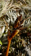 Aciphylla cartilaginea