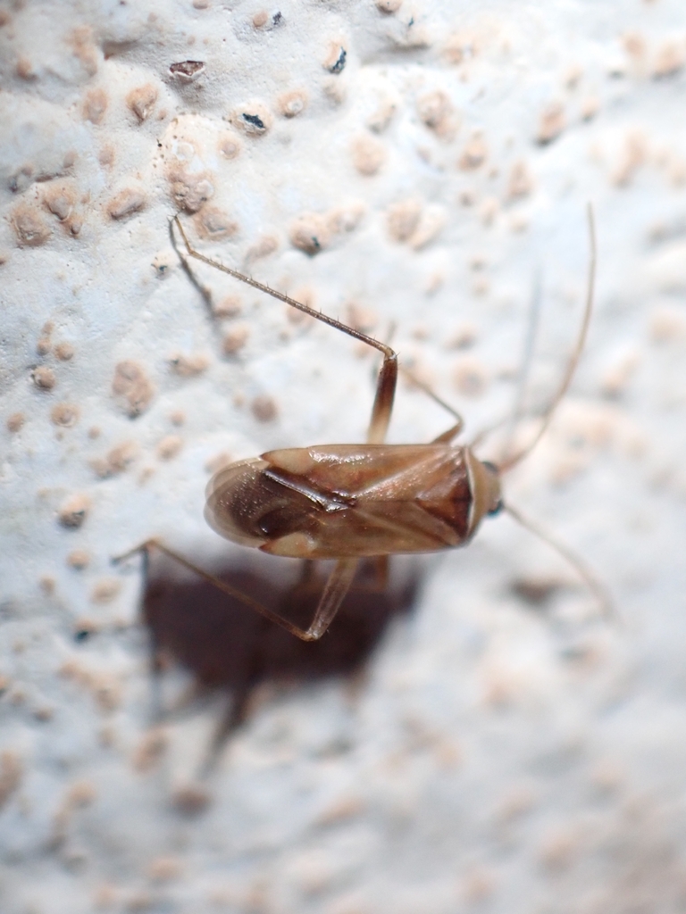 Megacoelum zollikoferiae