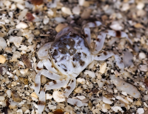 Pseudograpsus albus observed 2026-06-11