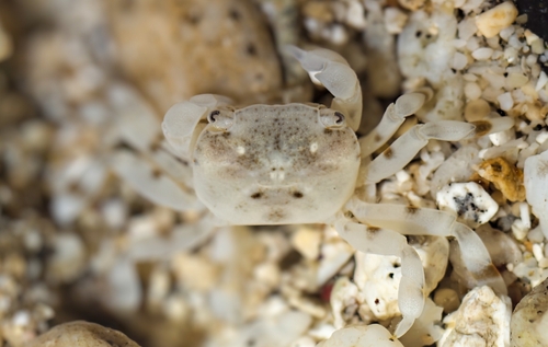 Pseudograpsus albus observed 2026-06-11