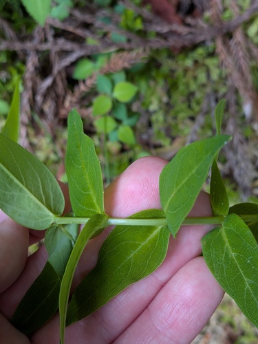 Hypericum foliosum, photograph 6