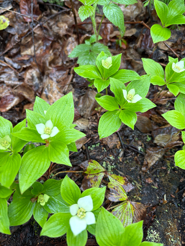 Canadian bunchberry