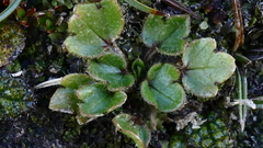 Ranunculus stylosus