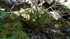 Aciphylla stannensis