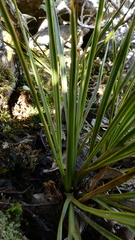 Aciphylla stannensis