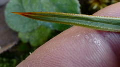 Aciphylla stannensis