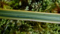 Aciphylla stannensis
