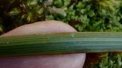Aciphylla stannensis