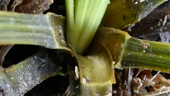 Aciphylla stannensis