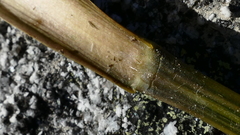 Aciphylla stannensis
