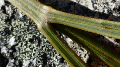 Aciphylla stannensis